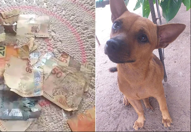 Filhote Vira-Lata e dinheiro rasgado