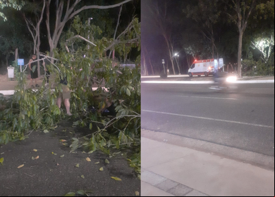 Árvore caiu na Avenida Raul Lopes