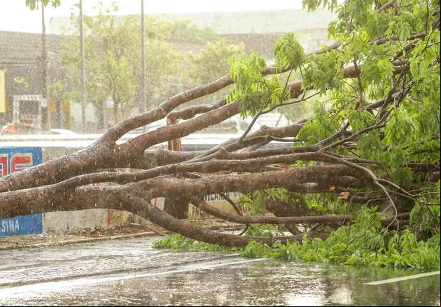 Árvore caída na Avenida João XXIII em Teresina
