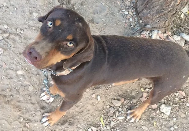 Cachorro matou gato que entrou com aparelhos de celular na penitenciária