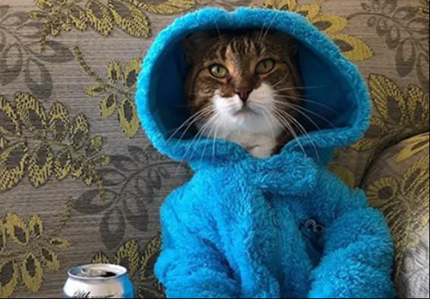 Gato Joey fantasiado de Cookie Monster